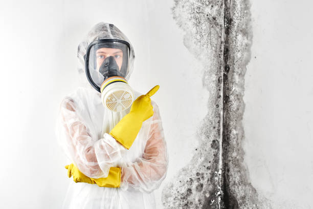 Trusted Forks, WA Mold Removal Services Experts