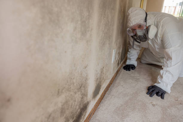 Best Environmental Consulting for Mold Prevention  in Forks, WA